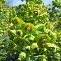 Euphorbia characias fleur